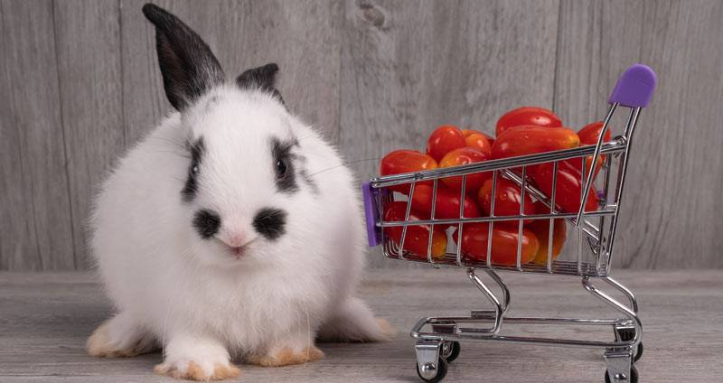 Что можно давать кролику а что нет: список продуктов