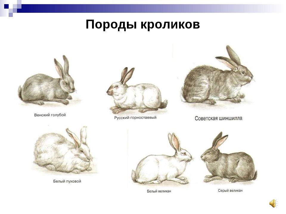 Все о декоративных кроликах: породы, поведение, отличия домашних животных от обычных