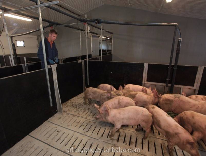 Разведение свиней в домашних условиях, свиноводство как выгодный бизнес