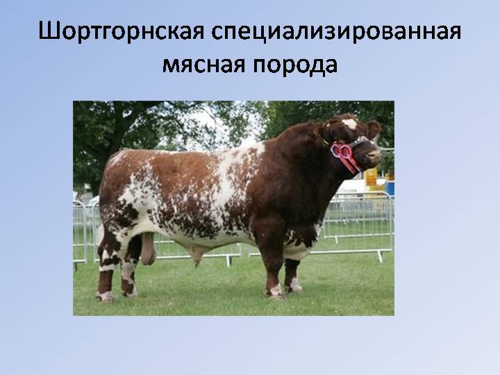 Мясные коровы: характеристика, породы мясного направления