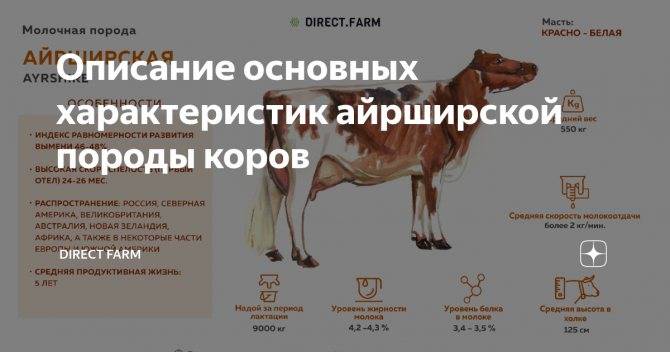 Якутская корова: описание породы, характеристики