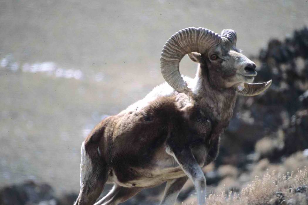Бараны и овцы: характеристика, виды, уход, размножение, образ жизни, среда обитания