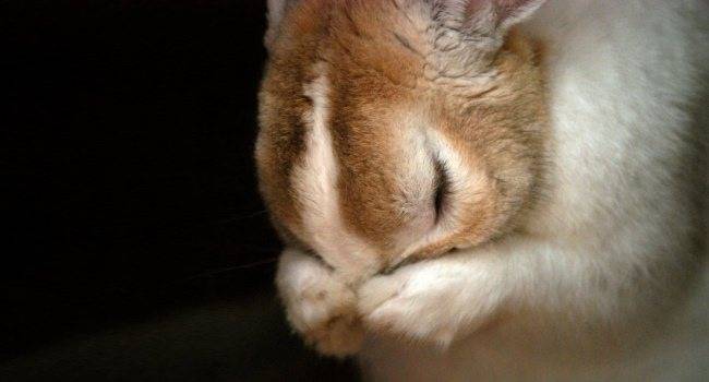 Стоматит у кроликов: причины, лечение, формы заболевания