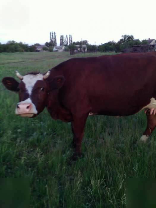 Красная степная корова - характеристика молочного крс 2021
