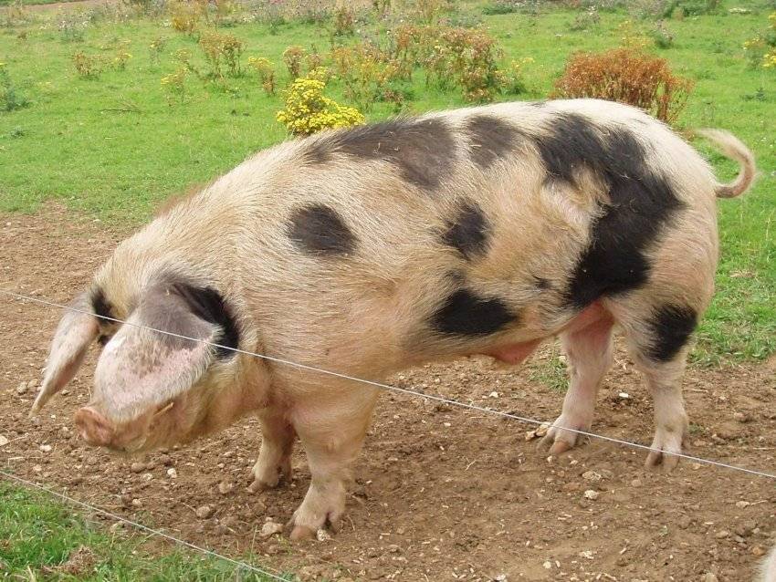 Порода свиней пьетрен