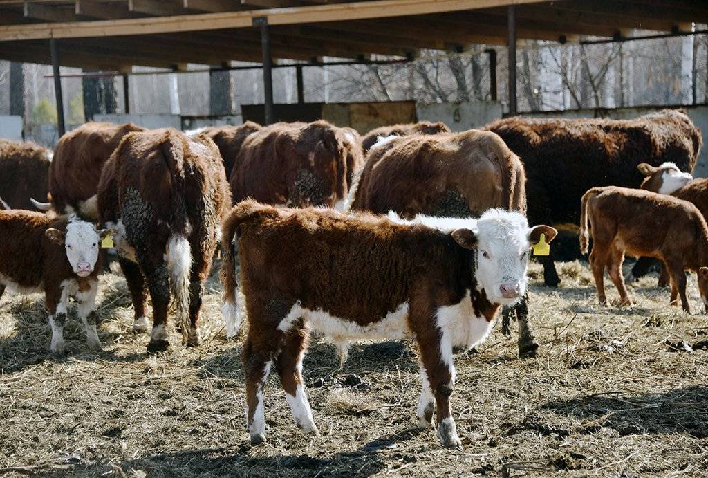 Герефорд: характеристика герефордской породы коров и бычков