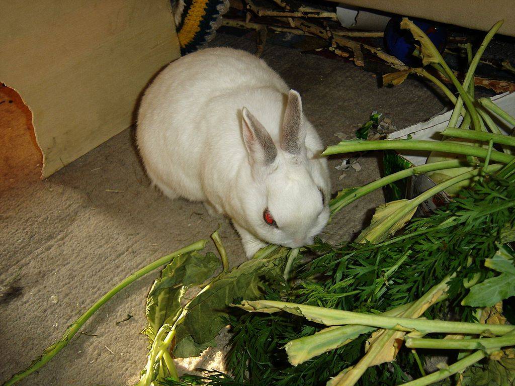 Одуванчик – вкусное дополнение рациона кролей