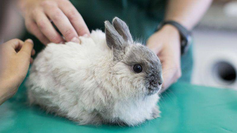 Почему у кроликов отказывают задние лапы, и что с этим делать