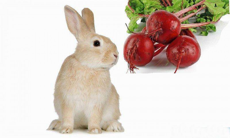 Как кормить кроликов свеклой и свекольной ботвой? есть ли в этом польза?