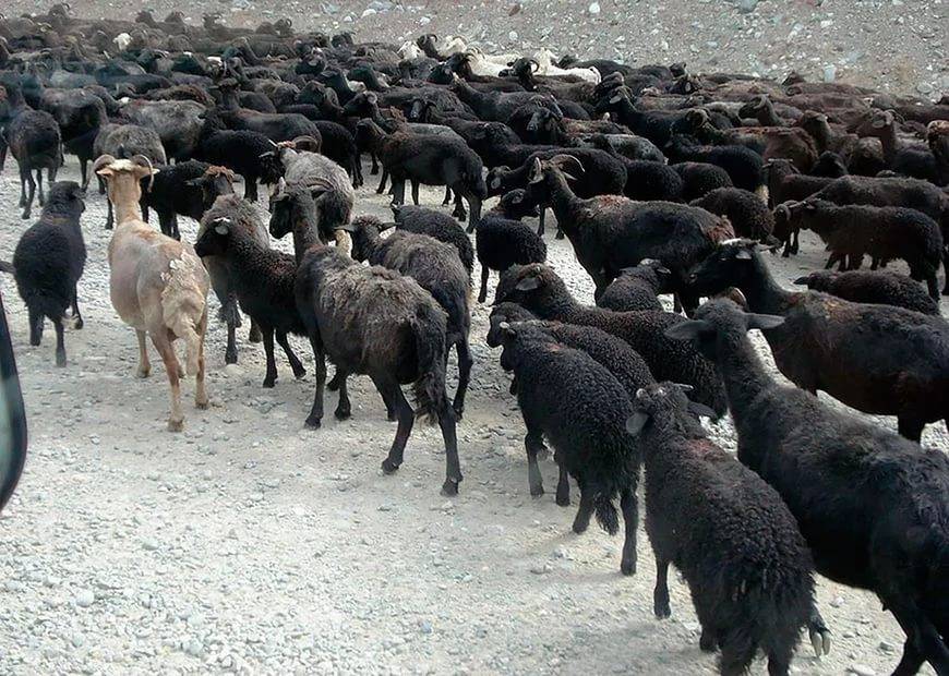 Карачаевская порода овец: описание и характеристики