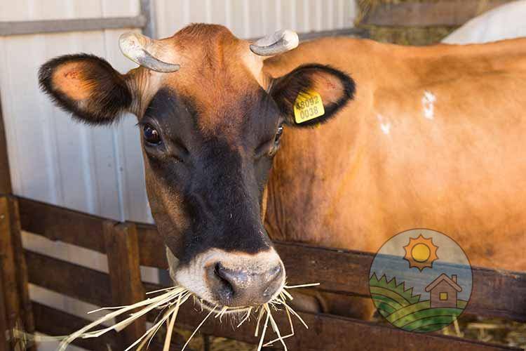 Джерсейские коровы – некрупная высокопродуктивная порода