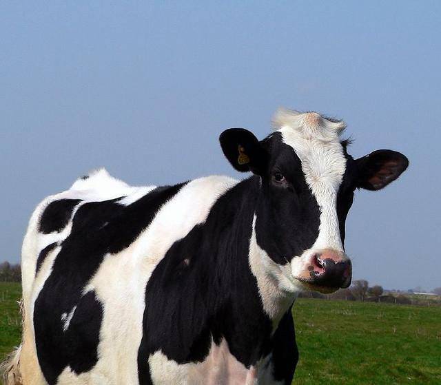 Холмогорская порода коров: характеристика, особенности