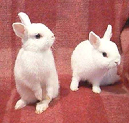 Кролики породы серебристый — фото и описание, характеристика, условия содержания, перспективы разведения. | cельхозпортал