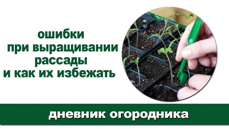 10 ошибок, которые погубят вашу рассаду томатов. фото — ботаничка.ru