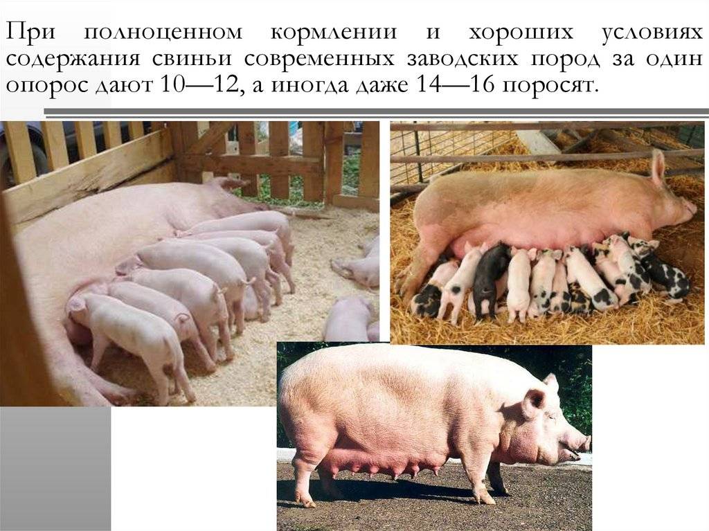 Роды (опорос) свиньи в домашних условиях: признаки и прием - домашние наши друзья