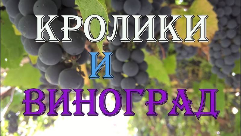 ᐉ можно ли давать кроликам виноградные листья или виноград? - zooon.ru