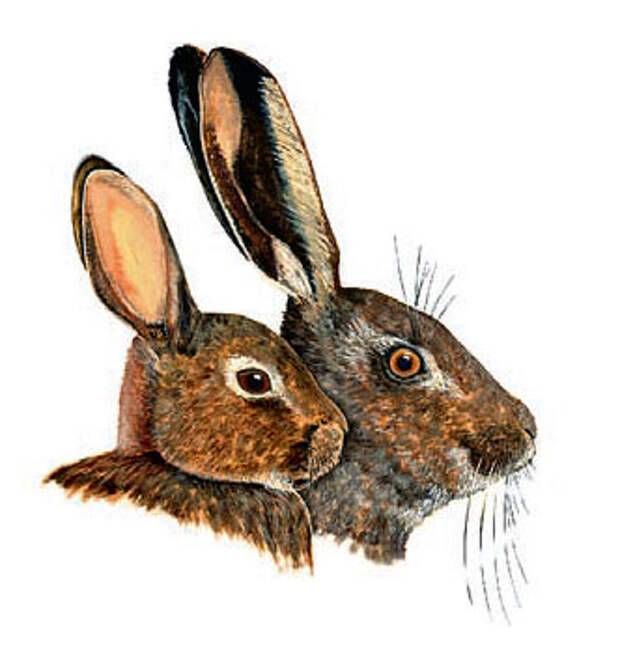 Чем отличается заяц от кролика: сходство и разница