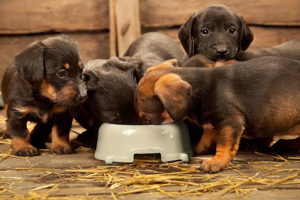 Чем лучше кормить собаку: сухим кормом или натуральным