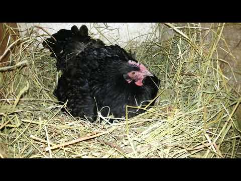 Сколько времени курица высиживает яйцо до появления цыпленка: положенное время и сроки