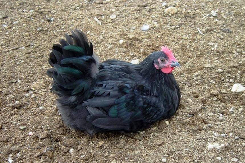 Австралорп - продуктивная порода домашних кур