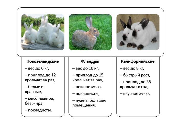Породы кроликов для домашнего разведения: виды и описание кроликов мясного направления
