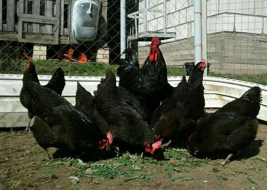Московская черная порода кур: описание, продуктивность,содержание