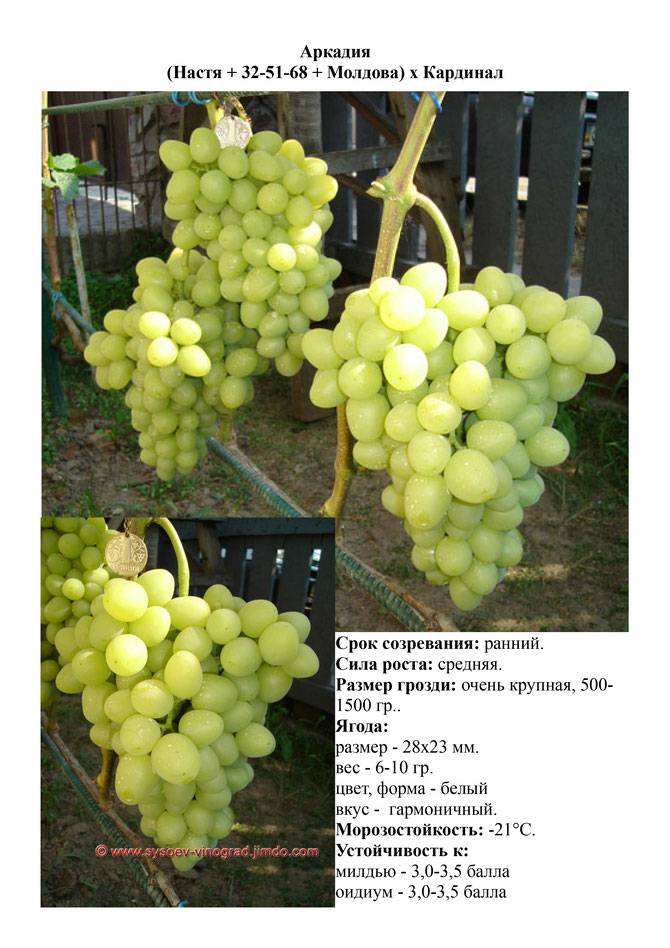 Сорт винограда аркадия - характеристика с фото