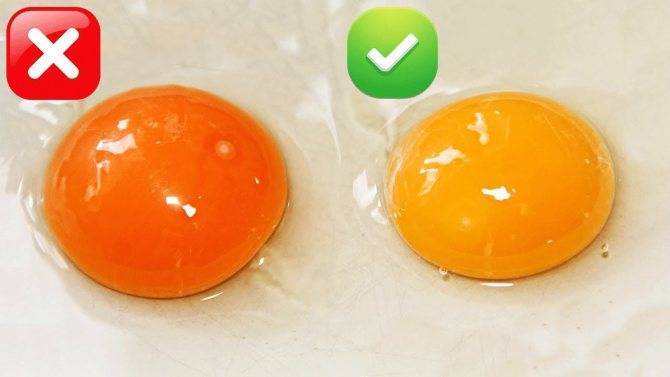 Чем кормить кур чтобы желток был оранжевый: рекомендации