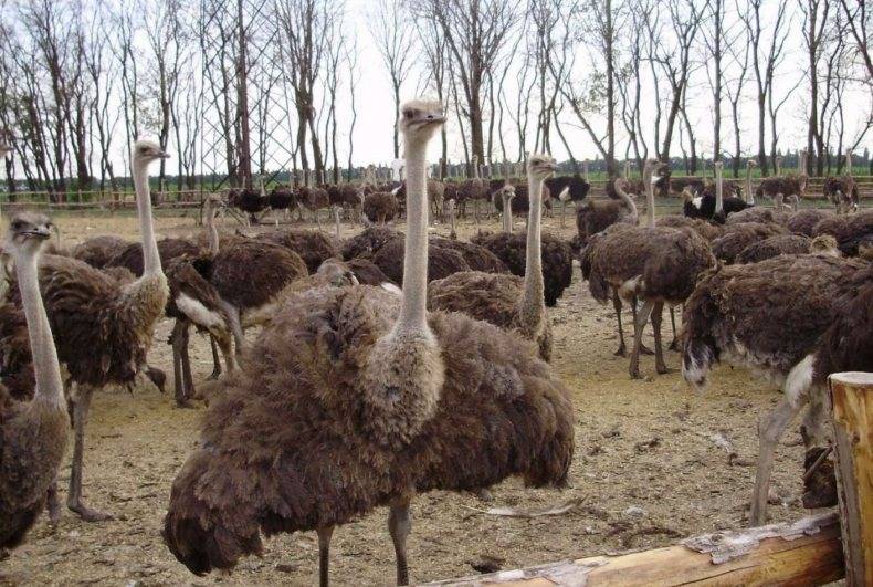 Бизнес по разведению страусов. как зарабатывать в деревне до 6 млн. рублей в год