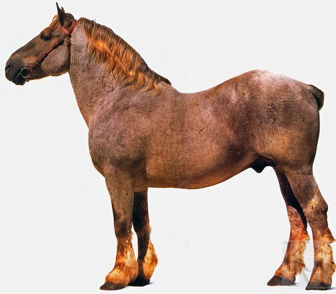 Виды и породы лошадей тяжеловозов: особенности, описание и характеристики российских и иностранных коней