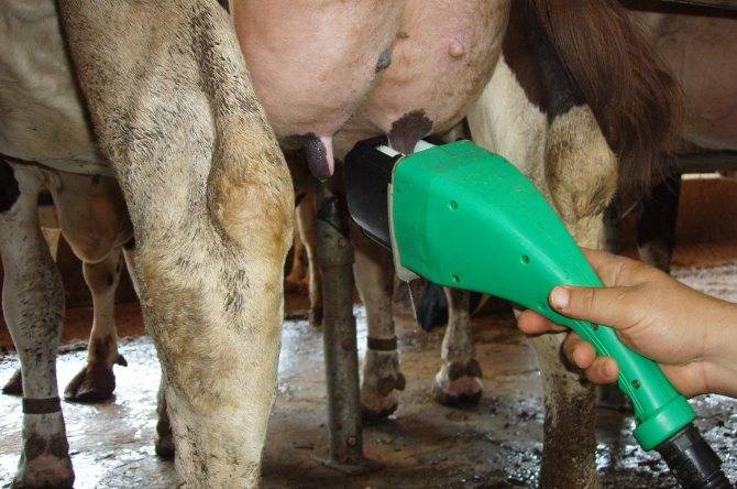 Серозный мастит у коров: лечение, причины, симптомы