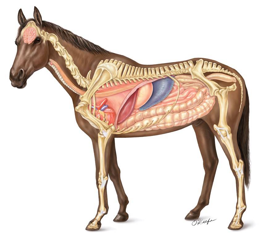 Анатомия лошади – особенности строения 2021