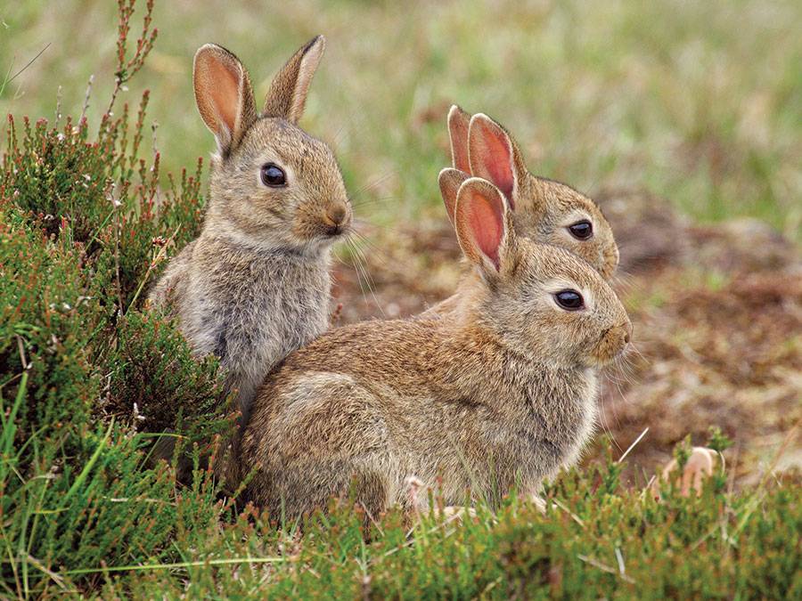 Чем заяц отличается от кролика: как отличить самостоятельно?