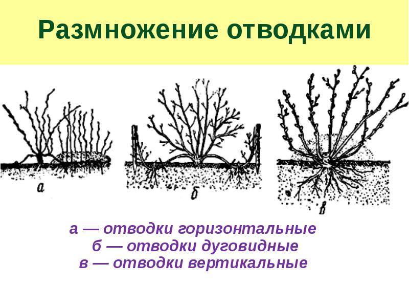 Способы размножения крыжовника: как правильно и быстро посадить и укоренить