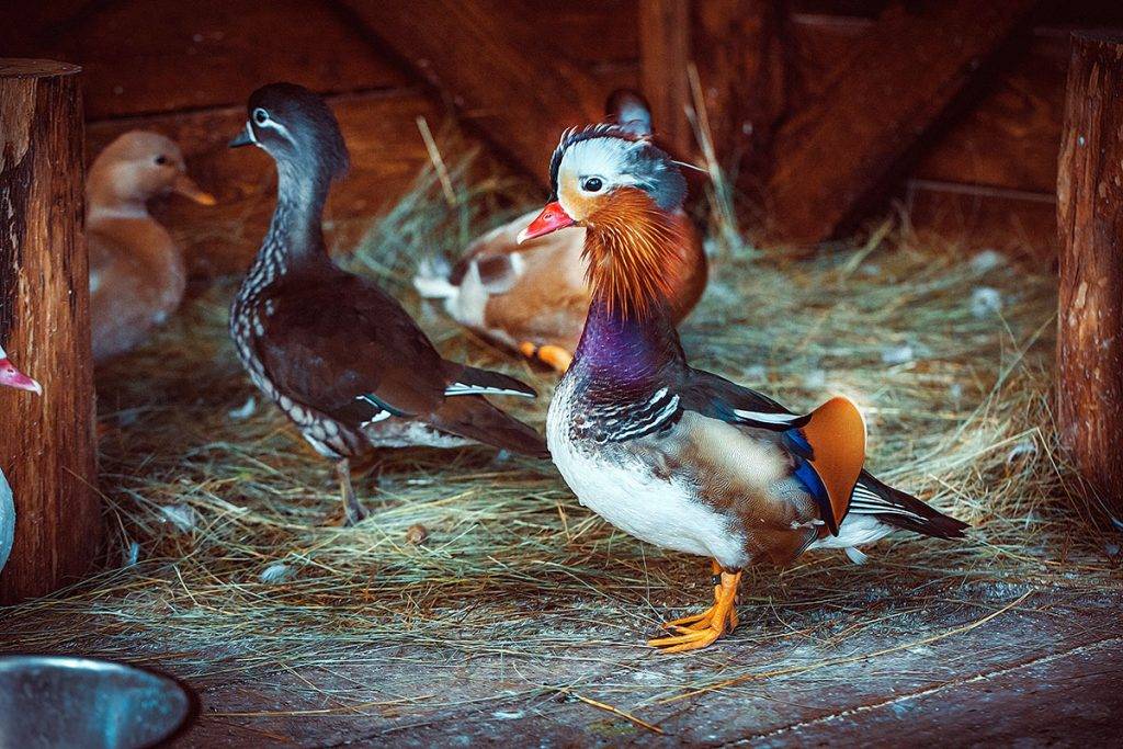 Утка-мандаринка: описание и фото. узнайте, где живет утка-мандаринка :: syl.ru