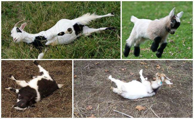 Почему козы падают в обморок при испуге