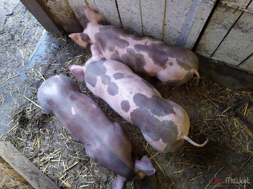 Свиньи породы Пьетрен (Петрен): продуктивность, кормление, содержание и разведение