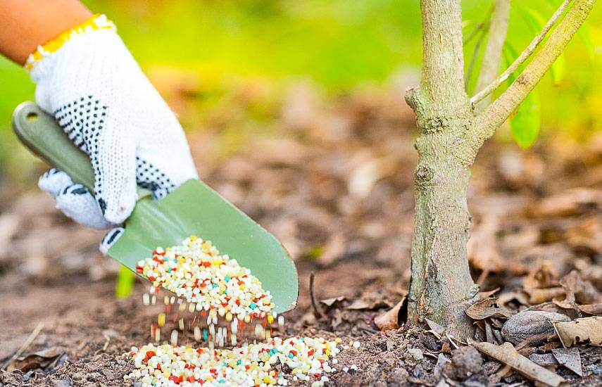 6 советов как защитить сад от заморозков