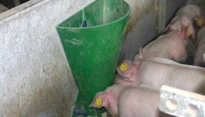 Поилки для свиней: требования и виды, как сделать своими руками и установка