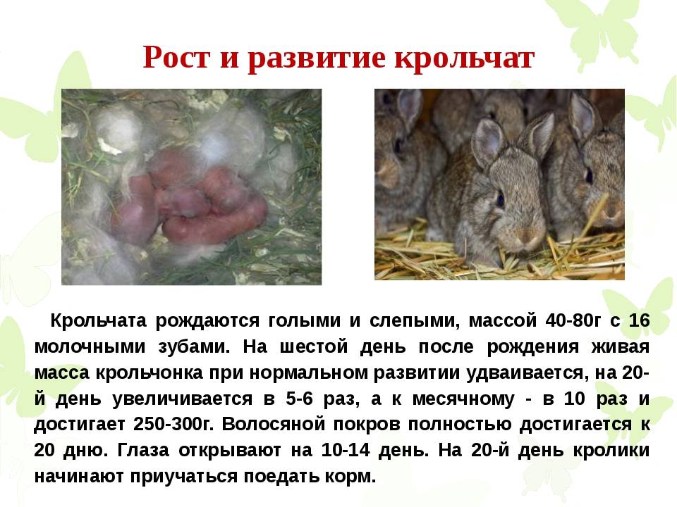 Почему крольчиха съедает своих крольчат: причины и советы