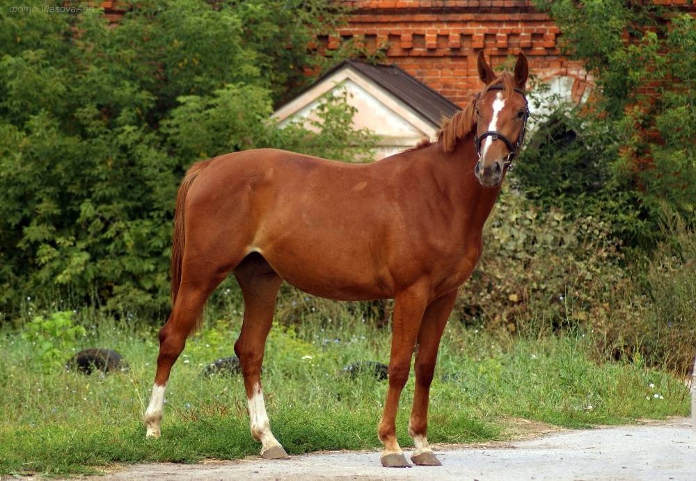Тракененская порода лошадей - история, использование и известные представители