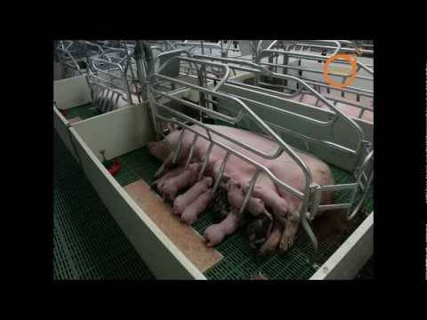 Станки для свиней: как сделать родильное отделение для свиноматки