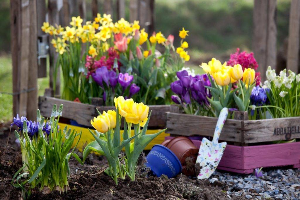 Работы в саду и на огороде в марте: что надо успеть сделать