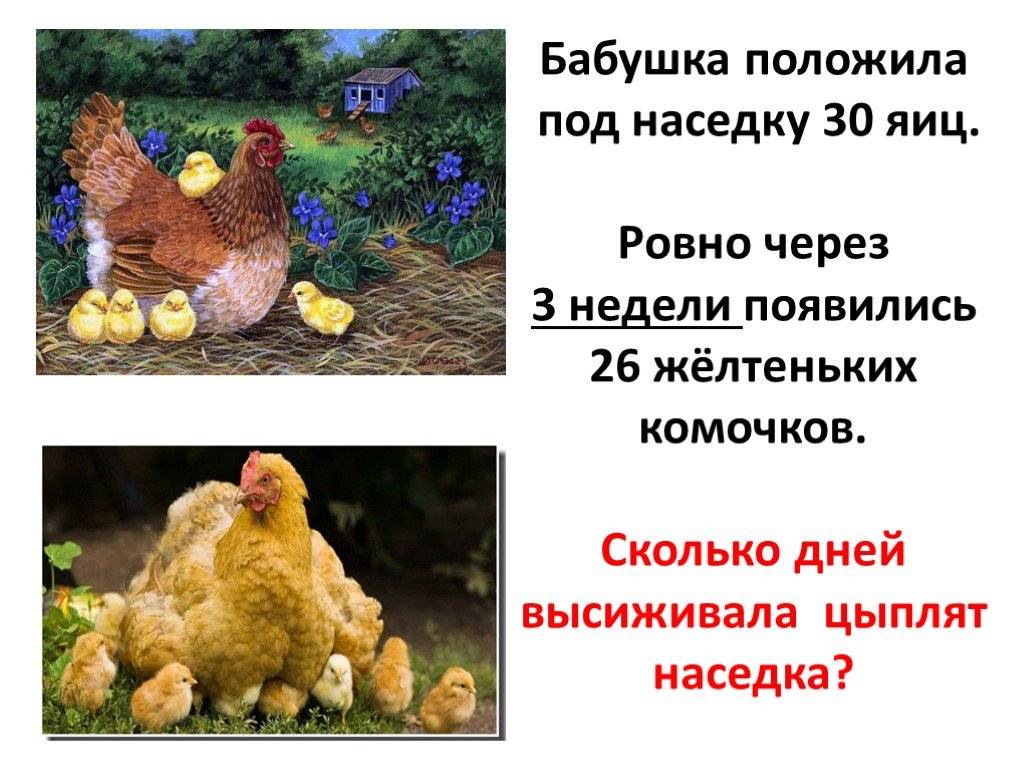 Как посадить курицу на яйца. куры наседки