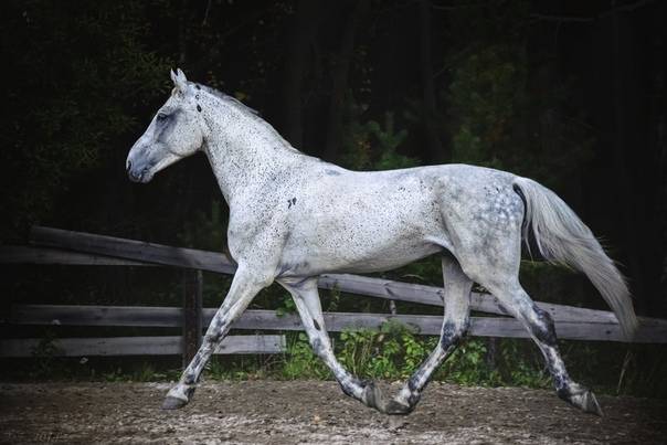 Орловская порода лошадей: история, характеристика и описание с фотографиями рысака