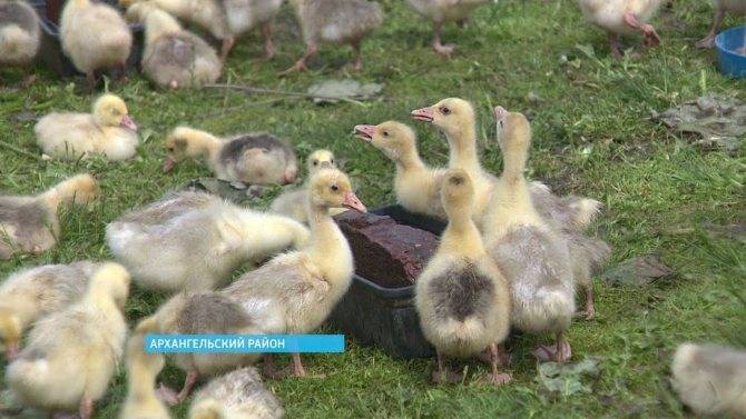 Бизнес-план разведение гусей: выгодно или нет выращивание гусей на мясо, как разводить и содержать птицу