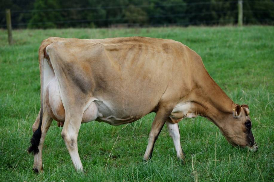 Джерсейская корова: история возникновения и описание породы, особенности содержания, плюсы и минусы породы