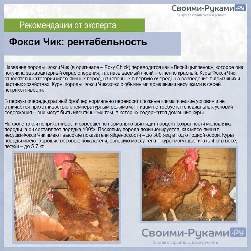 Редбро порода кур: описание и характеристика, выращивание в домашних условиях