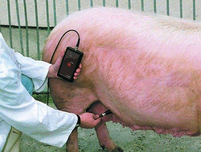 ᐉ как узнать, супоросная свинья или нет? диагностика беременности - zooon.ru