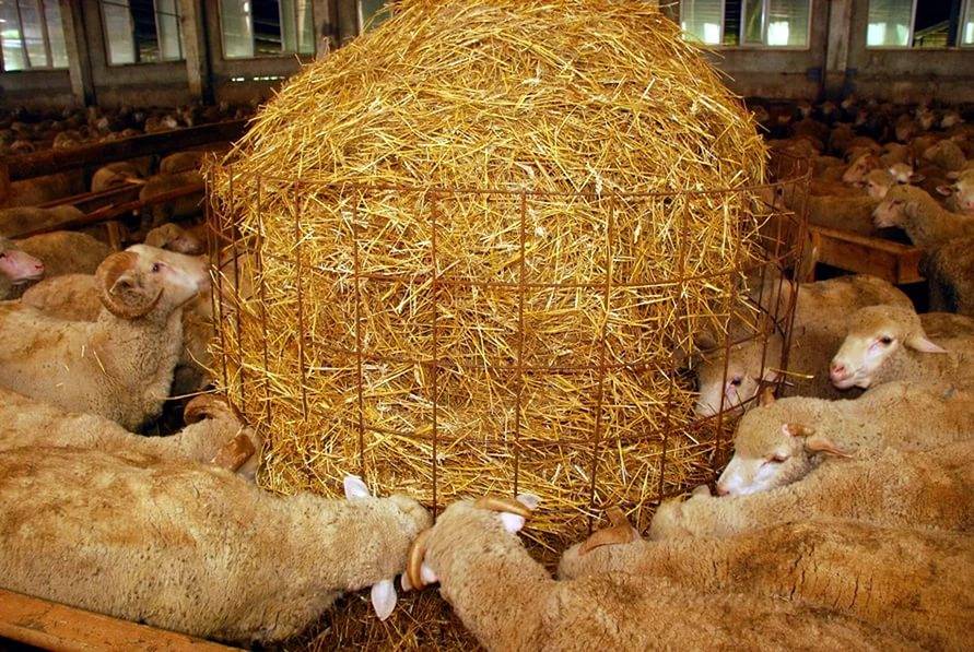 Разведение овец как бизнес: выгодно или нет в домашних условиях